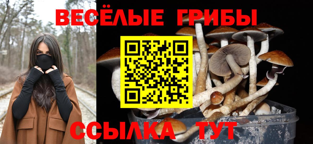 Галлюциногенные грибы Psilocybe Орехово-Зуево